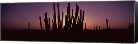 Framed Silhouette of Organ Pipe cacti (Stenocereus thurberi) on a landscape, Organ Pipe Cactus National Monument, Arizona, USA Print