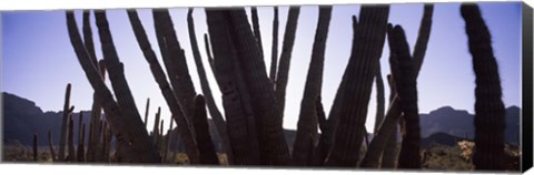 Framed Cactus Close-Up, Organ Pipe Cactus National Monument, Arizona, USA Print