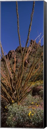 Framed Plants on a landscape, Organ Pipe Cactus National Monument, Arizona (vertical) Print