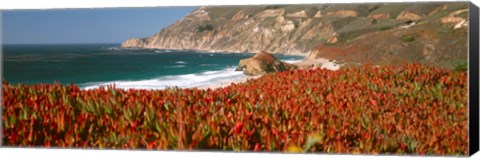 Framed Flowers on the coast, Big Sur, California, USA Print