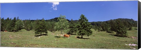 Framed Herd of cows grazing in a field, Karwendel Mountains, Risstal Valley, Hinterriss, Tyrol, Austria Print