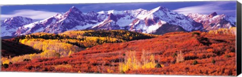 Framed Forest in autumn with snow covered mountains in the background, Telluride, San Miguel County, Colorado, USA Print