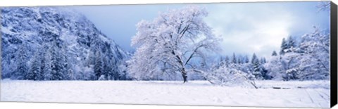 Framed Snow covered oak trees in a valley, Yosemite National Park, California, USA Print