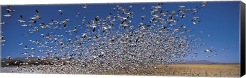 Framed Flock of Snow geese flying, Bosque Del Apache National Wildlife Reserve, New Mexico Print