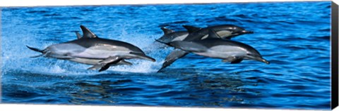 Framed Dolphins in the sea Print