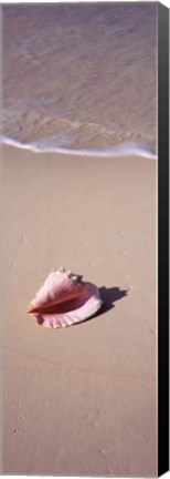 Framed High angle view of a conch shell on the beach, Bahamas Print