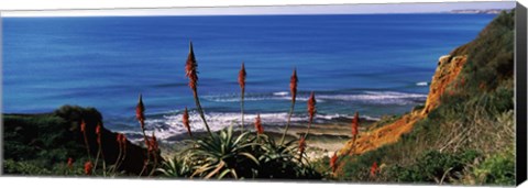 Framed Flowers and plants on the beach, Alvor Beach, Algarve, Portugal Print