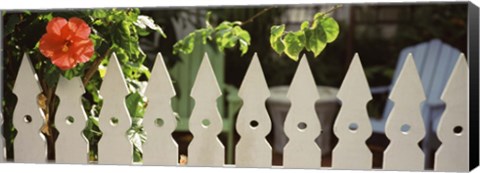 Framed White picket fence and red hibiscus flower along Whitehead Street, Key West, Monroe County, Florida, USA Print