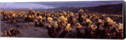 Framed Cholla Cactus in a desert, California, USA Print