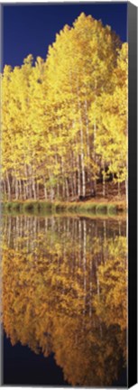 Framed Reflection of Aspen trees in a lake, Telluride, San Miguel County, Colorado, USA Print