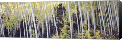 Framed Aspen trees in a forest, Aspen, Pitkin County, Colorado, USA Print