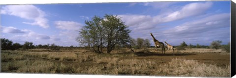 Framed Female giraffe with its calf on the bush savannah, Kruger National Park, South Africa Print