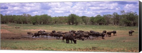 Framed Herd of Cape buffaloes (Syncerus caffer) use a mud hole to cool off in mid-day sun, Kruger National Park, South Africa Print