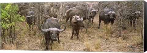 Framed Herd of Cape buffaloes, Kruger National Park, South Africa Print