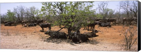 Framed Cape buffaloes resting under thorn trees, Kruger National Park, South Africa Print