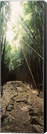 Framed Stone path through a Bamboo forest, Oheo Gulch, Seven Sacred Pools, Hana, Maui, Hawaii, USA Print