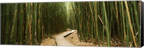 Framed Wooden path surrounded by bamboo, Oheo Gulch, Seven Sacred Pools, Hana, Maui, Hawaii, USA Print