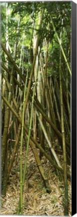 Framed Bamboo stems, Oheo Gulch, Seven Sacred Pools, Hana, Maui, Hawaii, USA Print