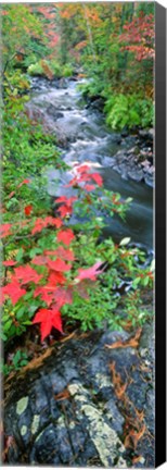 Framed River flowing through a forest, Black River, Upper Peninsula, Michigan (vertical) Print