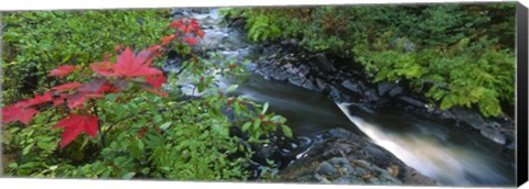 Framed River flowing through a forest, Black River, Upper Peninsula, Michigan (horizontal) Print