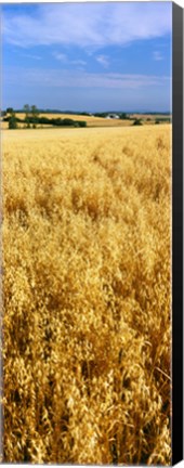 Framed Wheat crop in a field, Willamette Valley, Oregon, USA Print