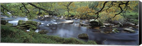 Framed River flowing through a forest, West Dart River, Dartmeet, Devon, England Print