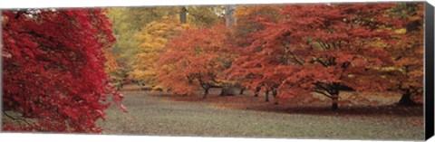 Framed Autumn trees in Westonbirt Arboretum, Gloucestershire, England Print