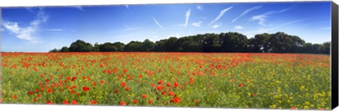 Framed Poppies in a field, Norfolk, England Print