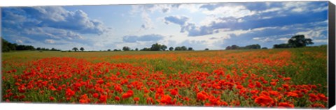 Framed Close Up of Red Poppies in a field, Norfolk, England Print