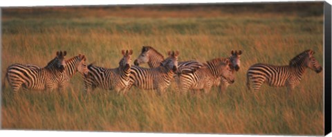 Framed Burchell&#39;s zebras (Equus quagga burchellii) in a forest, Masai Mara National Reserve, Kenya Print