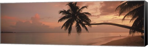 Framed Silhouette of palm trees on the beach at sunrise, Fihalhohi Island, Maldives Print