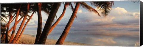 Framed Palm trees on the beach at sunset, Rarotonga, Cook Islands Print