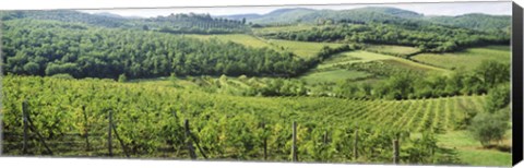 Framed Vineyards in Chianti Region, Tuscany, Italy Print