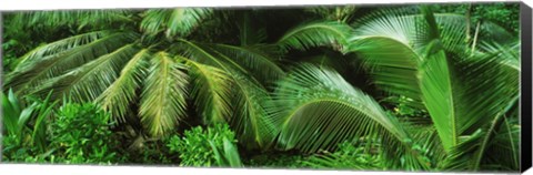 Framed Palm fronds and green vegetation, Seychelles Print