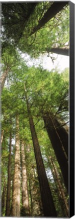 Framed Coast Redwood (Sequoia sempivirens) trees in a forest, California, USA Print