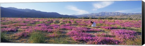 Framed Woman in a Desert Sand Verbena field, Anza Borrego Desert State Park, California, USA Print