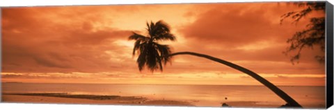 Framed Silhouette of an old palm tree on the beach at sunset, Aitutaki, Cook Islands Print