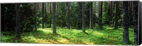 Framed Pine forest, Uppland, Sweden Print