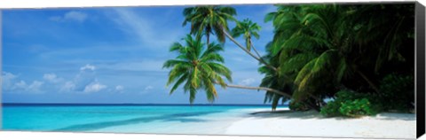 Framed Palm trees on the beach, Fihalhohi Island, Maldives Print