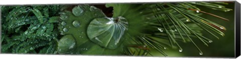 Framed Water Droplets on Leaves Print