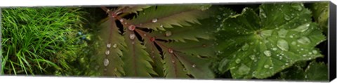 Framed Close-Up of Leaves with Water Droplets Print