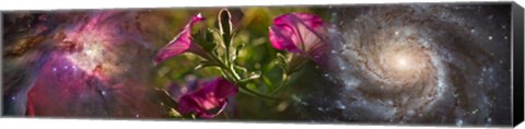 Framed Close-up of flowers and universe Print