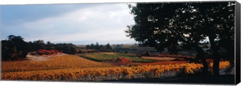 Framed Autum in the Vineyards, Provence-Alpes-Cote d&#39;Azur, France Print