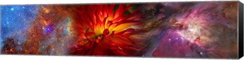 Framed Hubble galaxy with red chrysanthemums Print