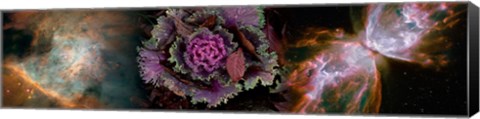 Framed Cabbage with butterfly nebula Print