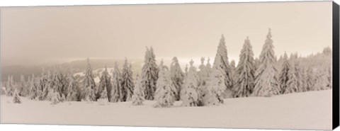 Framed Snow covered trees on a hill, Feldberg, Black Forest, Baden-Wurttemberg, Germany Print