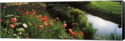 Framed Wildflowers, Crakehall Beck, Crakehall, North Yorkshire, England Print