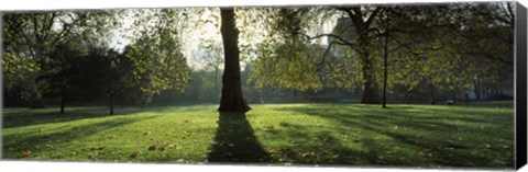 Framed Trees in a park, St. James&#39;s Park, Westminster, London, England Print