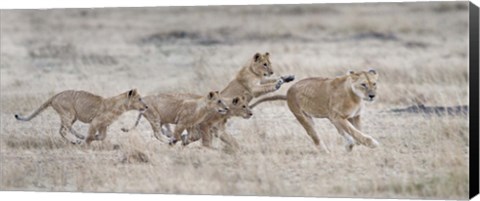 Framed Lioness (Panthera leo) and cubs at play, Kenya Print