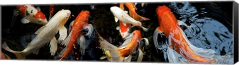 Framed Koi Carp swimming underwater Print